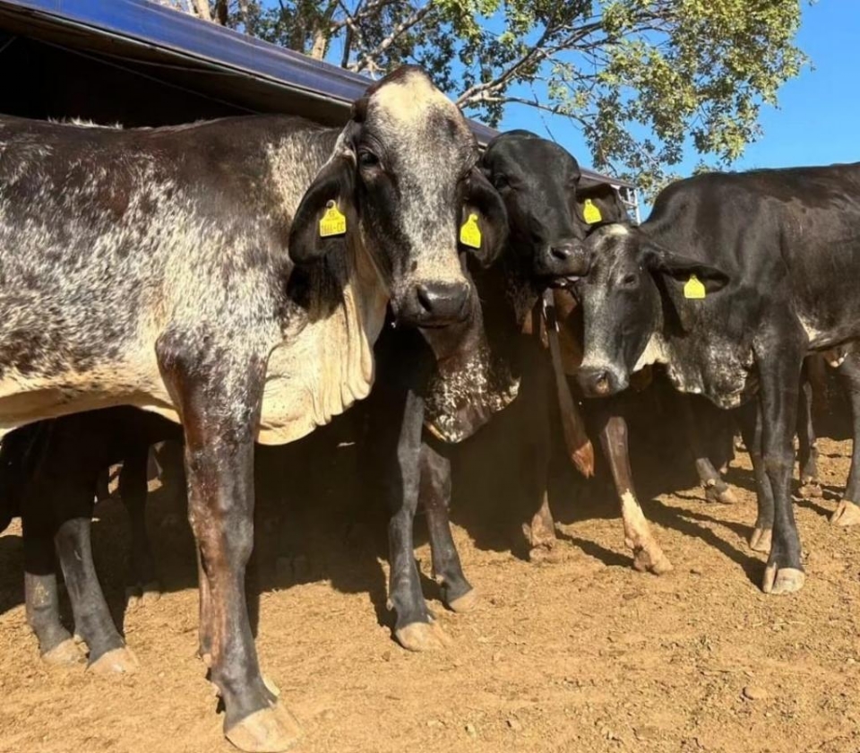 Seaf entrega 60 novilhas prenhes a produtores para melhorar rebanho leiteiro de MT