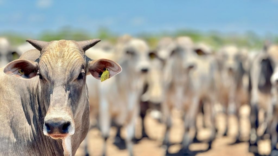 Mato Grosso enviou para o exterior mais de 700 mil toneladas de carne entre janeiro e novembro