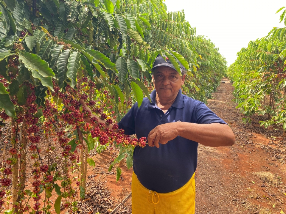 Projeto aposta no uso de abelhas para aumentar produtividade do caf em Tangar da Serra