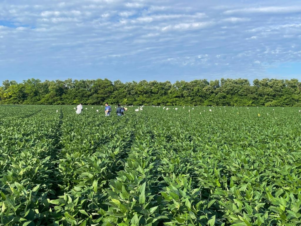 Pesquisa aponta efeitos promissores da aplicao de calcrio e gesso na produtividade da soja em Mato Grosso