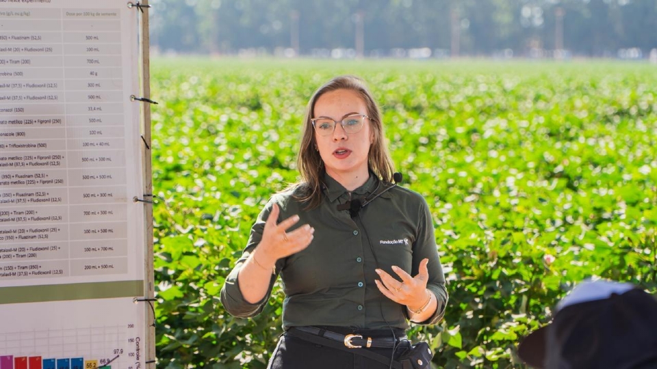 Alta produtividade aproxima safra histrica de algodo em Mato Grosso na temporada 24/25