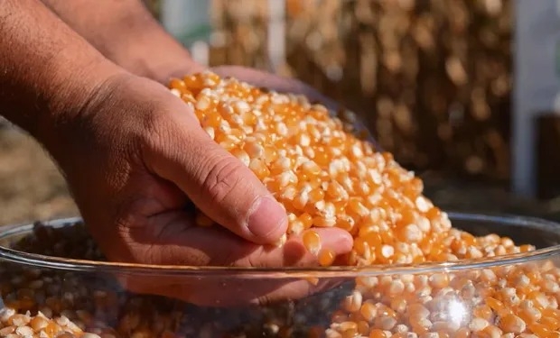 Aprofir leva �milho-pipoca� mato-grossense para estande no CIIE na China