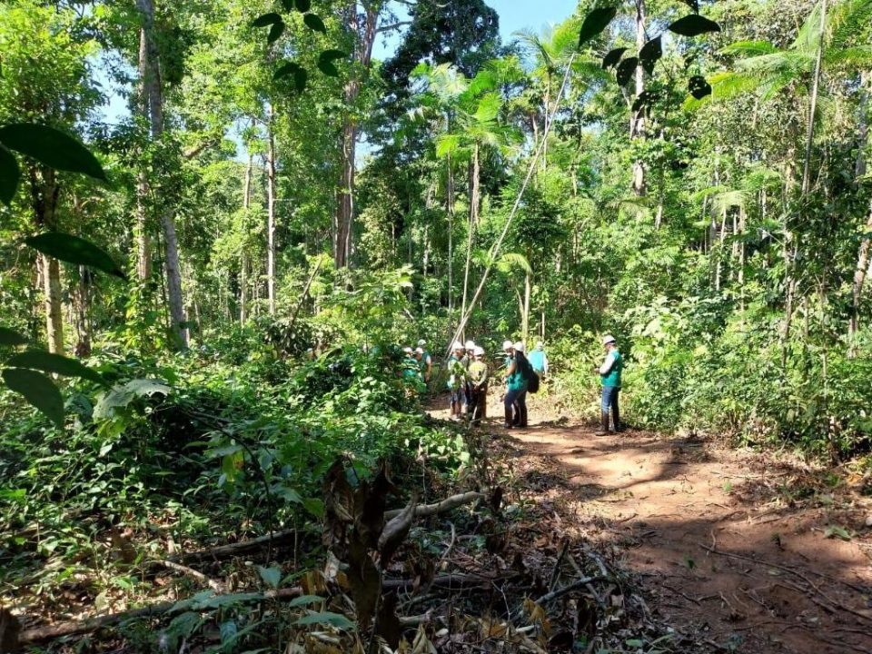 Florestas de MT geram R$ 1,6 bilh�o e impulsionam economia verde do estado