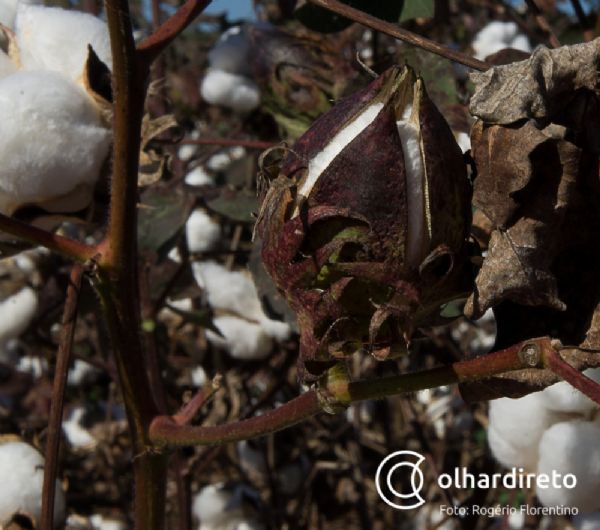 Colheita do algodo chega 17% da rea em Mato Grosso; milho 50%