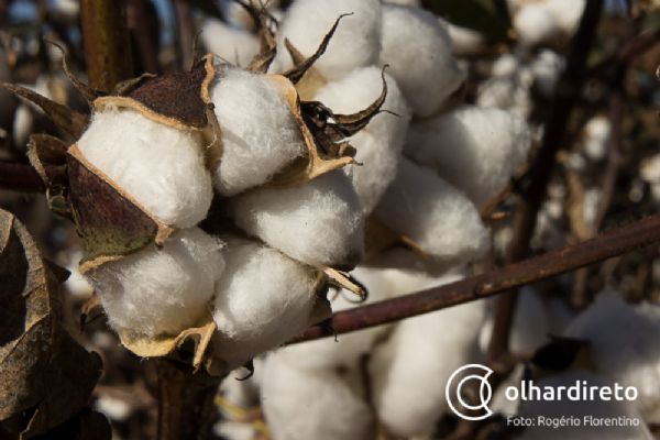 Colheita de algodo chega a 8,77% da rea; produtividade apresenta queda