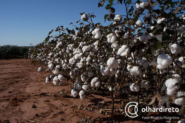 Tendncia em Mato Grosso  semear algodo 2 safra dentro de janeiro
