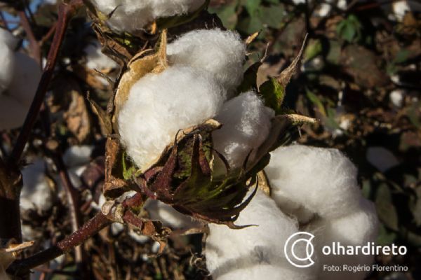 Retorno do sol refora confiana dos produtores e safra de algodo passar de 1 milho de toneladas