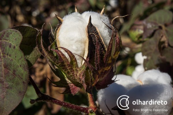 Dficit hdrico em Mato Grosso leva produtores de algodo a registrar mnima 150@/ha