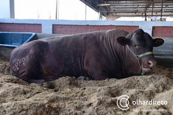 Mato Grosso  detentor do terceiro maior rebanho de boi Senepol no Brasil