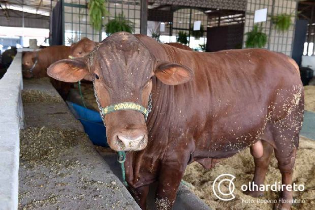 Shopping de Bovinos espera negociar cerca de R$ 4 mi na Expoagro com animais de 18 a 42 meses