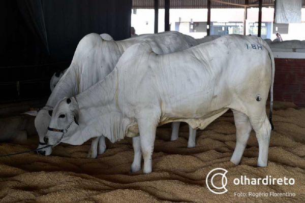 Melhoramento gentico permite abate em at 24 meses e maior produo por hectare