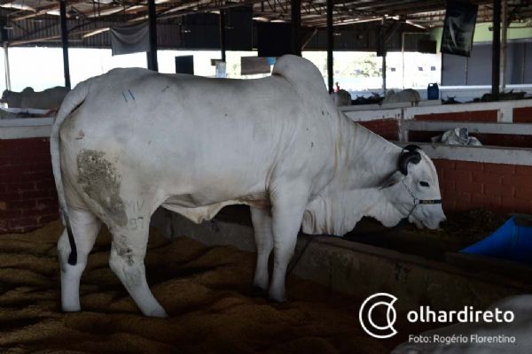 Alto valor dos insumos derrubam em 32% as intenes de confinamento em Mato Grosso