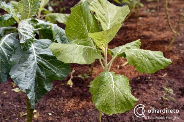 Agroindstria familiar tem produtos isentos de ICMS aps autorizao do Confaz e medida do Governo