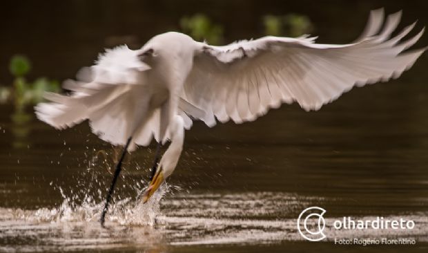 Mato Grosso dever receber recursos para preservao do Pantanal; Comisso debate emendas