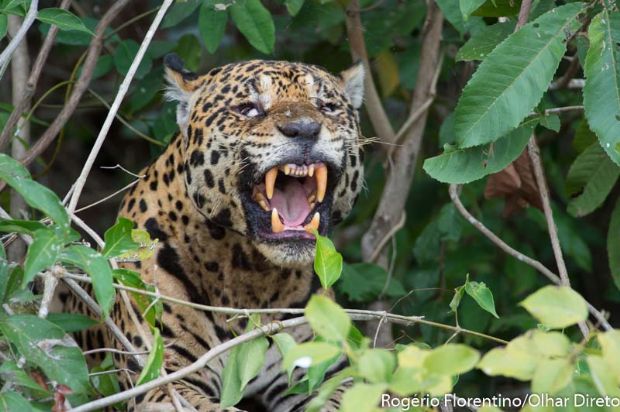 A ona-pintada  uma das espcies que hoje integra a lista de animais em extino no Brasil.