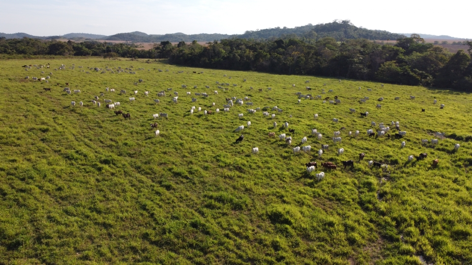 Degradao cresce nas pastagens da Amaznia mato-grossense mesmo com boas praticas