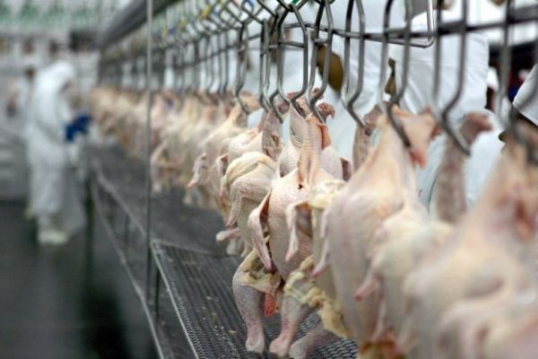 Mato Grosso ocupa 7 posio no ranking nacional de abate de frangos