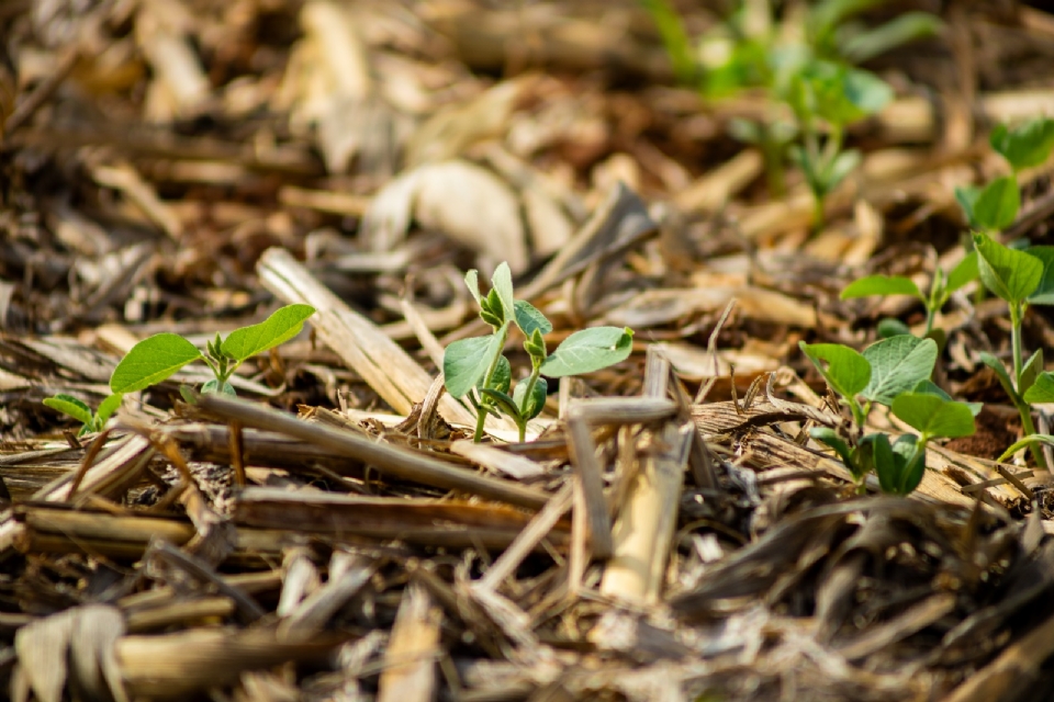 Atraso nas chuvas preocupa e pode comprometer safra 25/26 de soja em Mato Grosso, alerta Aprosoja
