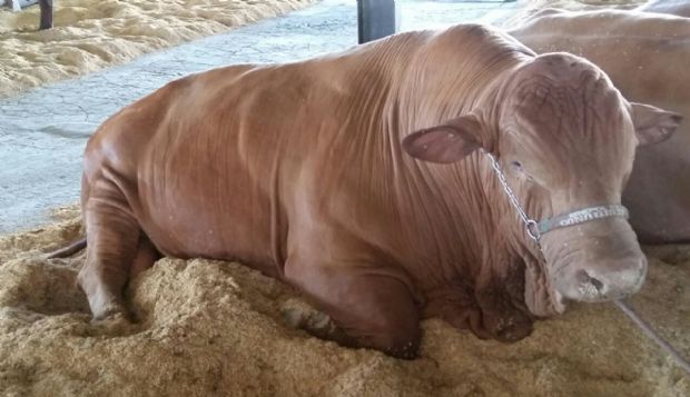 Gado da raa Senepol no parque de exposies da Expoagro.