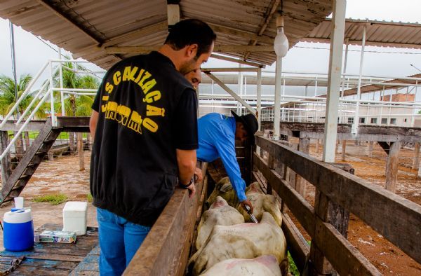 Mato Grosso deve imunizar mais de 29 milhes de cabeas de gado contra aftosa em novembro
