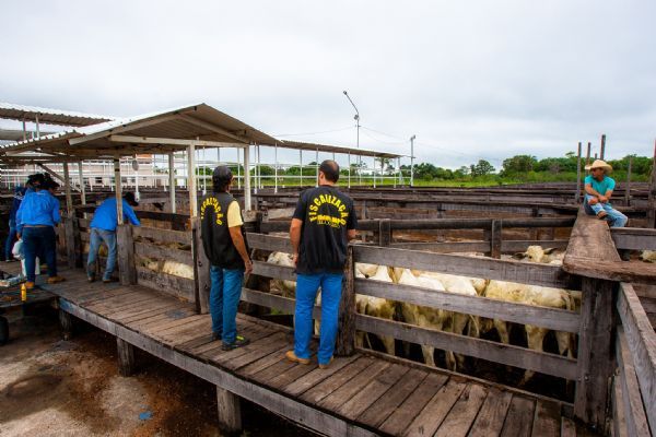 MT espera vacinar 30 milhes de cabeas de bovinos contra aftosa de mamando a caducando em maio