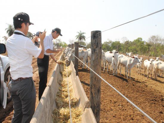 Japoneses afirmam estar de olho na carne bovina de Mato Grosso