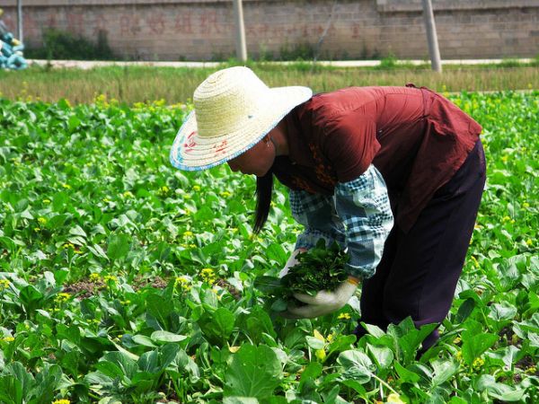 Apenas 18% dos recursos do BNDES disponibilizados para a agricultura sustentvel foram acessados