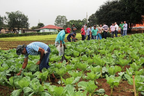 Seaf divulga cotao semanal de preos da agricultura familiar