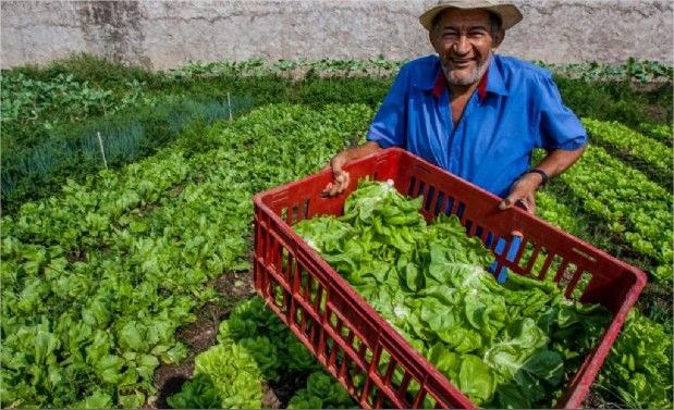 Estado vai comprar mais R$ 5 mi da agricultura familiar e seleciona produtores em 41 cidades