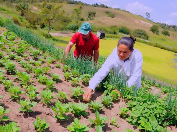 Sem cadastro rural, pequenos produtores perderam R$ 100 mi em crdito este ano