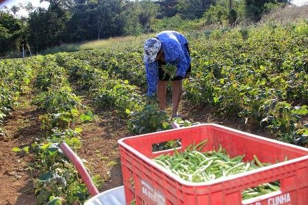 Mato Grosso tem R$ 1 bi destinado pelo Plano Safra da Agricultura Familiar