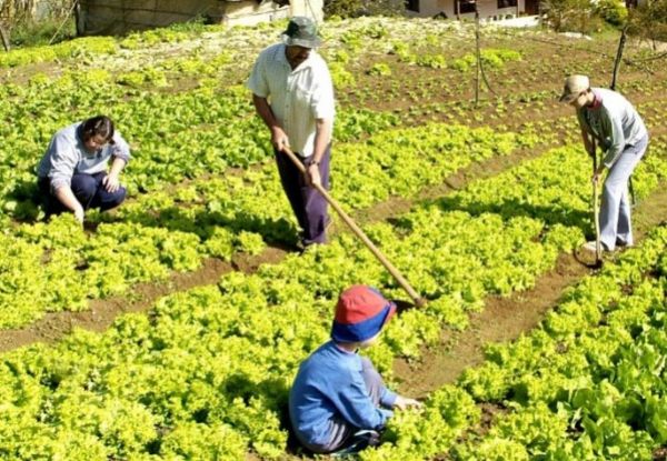 Sementes de hortalias e smen bovino so distribudos para pequenos produtores de Diamantino