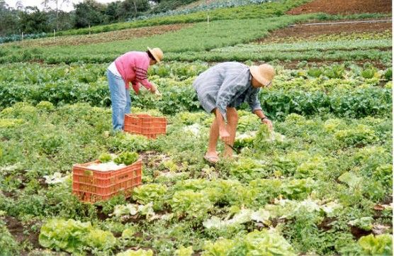 Hortalias produzidas em MT representam 42,7% do consumo total