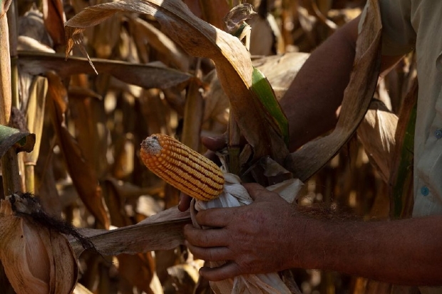 Produtores rurais e empresrios de MT sero beneficiados com R$ 387 milhes em linhas de crdito