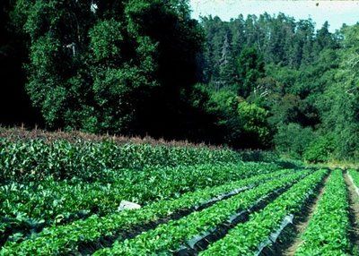 Governo diz que Plano Nacional de Agroecologia e Produo Orgnica  documento histrico