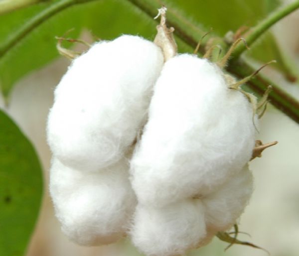 Superoferta de algodão faz preço cair e reduz expectativa da próxima safra