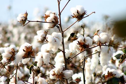 IMAmt obtém registro de cultivares de algodão geneticamente modificadas