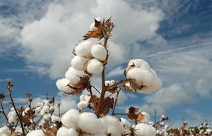 rea de algodo cresce e segunda safra fica com 66% do plantio em Mato Grosso
