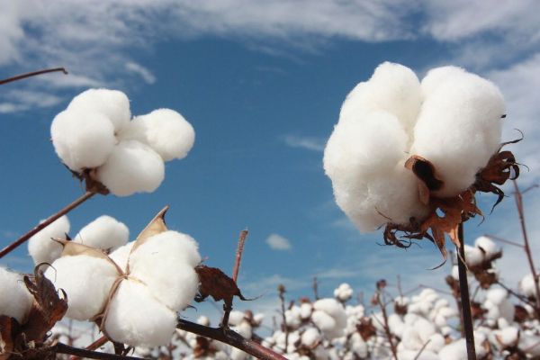 Algodo chegar aos mercados com certificao internacional de qualidade