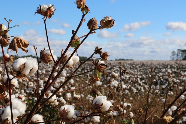 Brasil está próximo de se tornar o segundo maior exportador de algodão do mundo