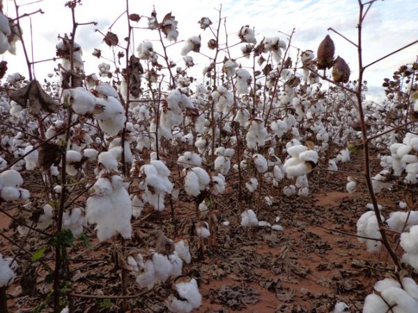 Brasil e EUA encerram Contencioso do algodo; Briga tinha 12 anos