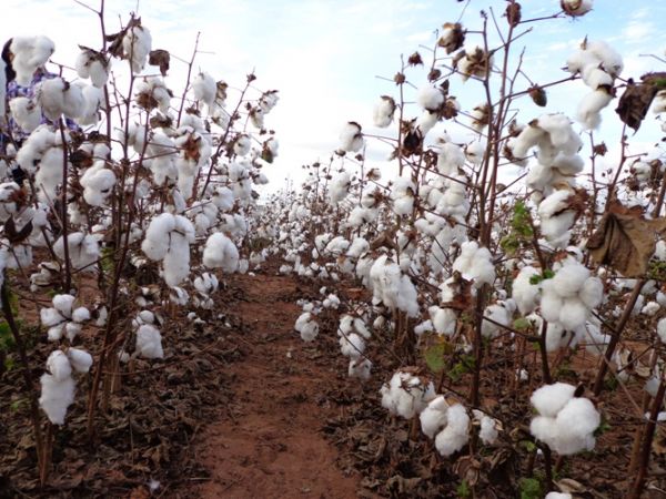 Estado comercializa 100% do algodo ofertado em leilo do Pepro