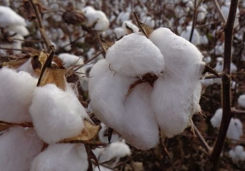 Colheita do algodo avana e chega a 80% da rea semeada