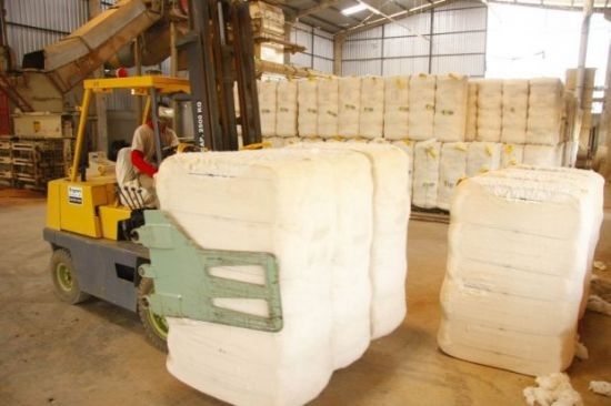 Exportaes do algodo de MT devem crescer 35,5% este ano puxadas por pases asiticos