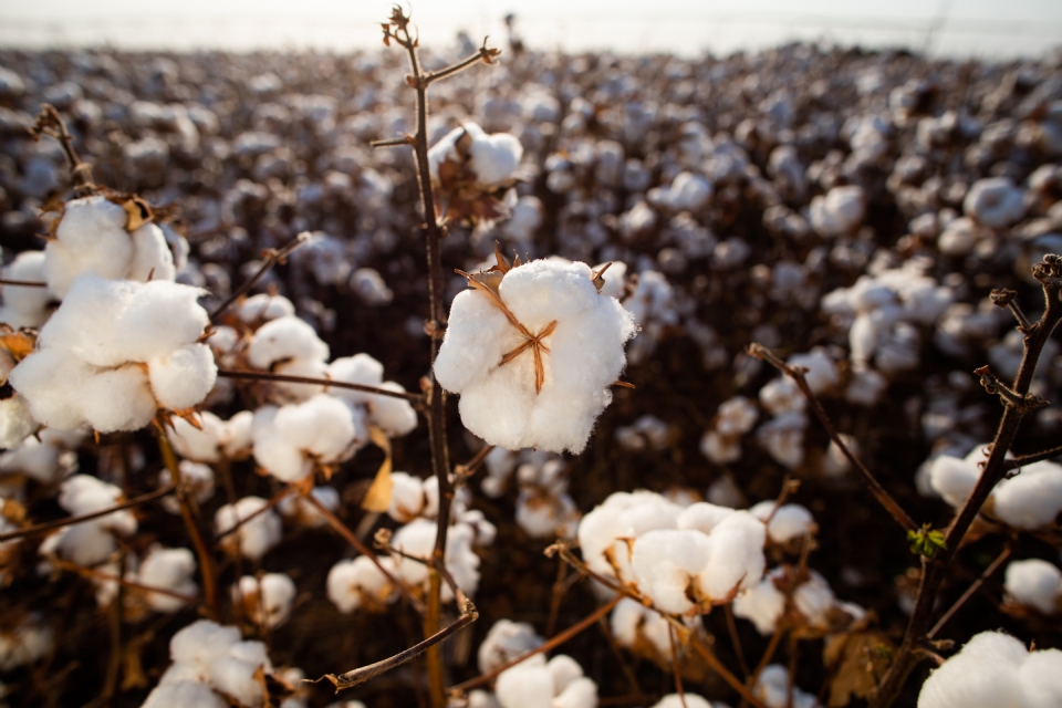 Mato Grosso deve exportar 1,46 milho de toneladas de algodo, aponta Imea