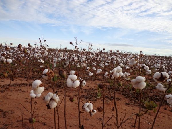 rea de algodo deve reduzir em torno de 10% em Mato Grosso