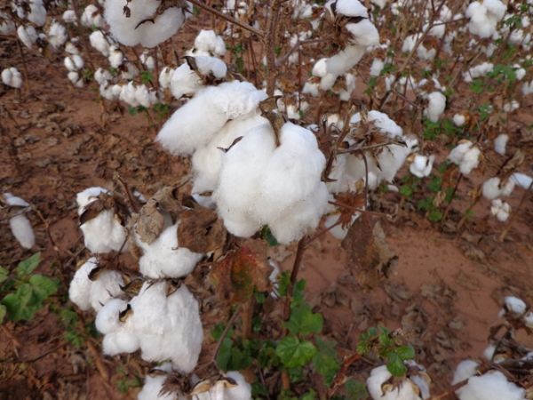 Colheita do algodo caminha para o fim; 98,6% da rea colhida