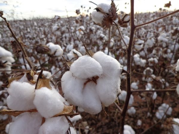 Indea prorroga até o dia 30 prazo para destruição de restos de algodão nas lavouras