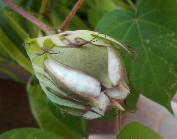 Mato Grosso j comercializou 73% da pluma de algodo