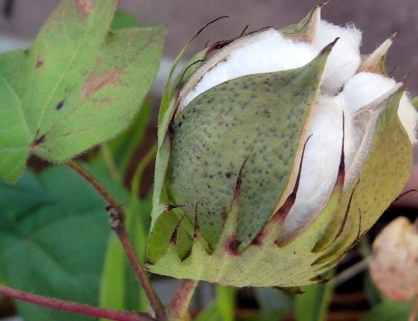 Apenas 53,5 mil t de pluma de algodo devem ficar nas indstrias de MT